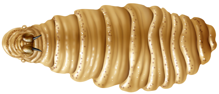 what-is-a-screwworm